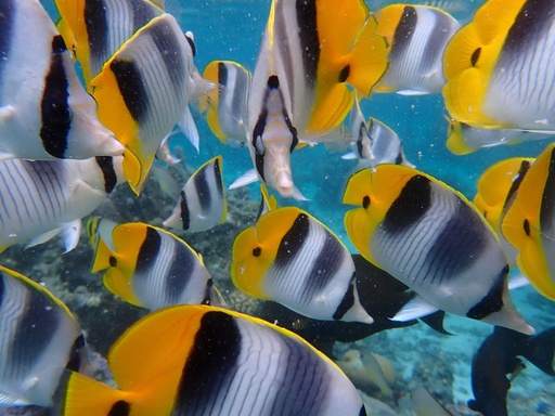 Snorkeling 2h