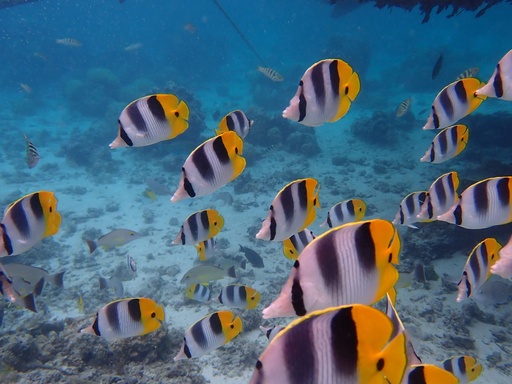 Snorkeling 4h